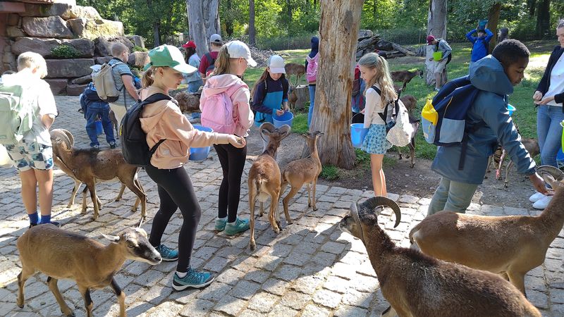 Ausflug der Klasse 5 in den Wildpark